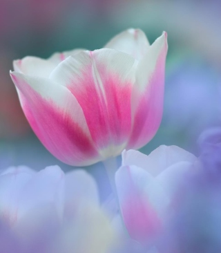 Pink Tulips - Obrázkek zdarma pro Nokia X2-02