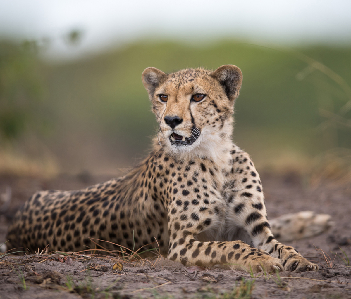 Das Cheetahs in Kafue Zambia Wallpaper 1200x1024