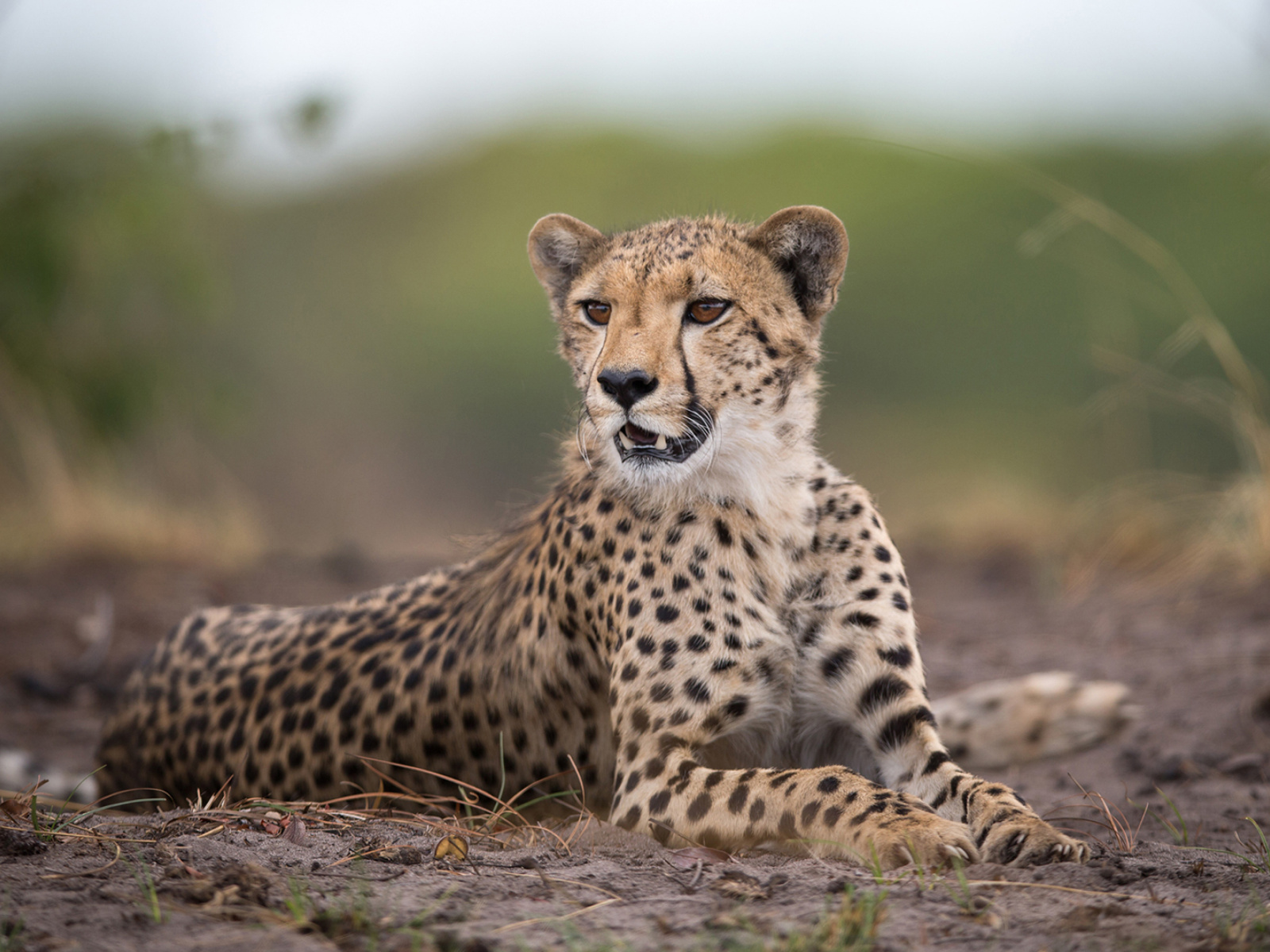 Das Cheetahs in Kafue Zambia Wallpaper 1600x1200