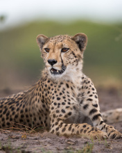 Sfondi Cheetahs in Kafue Zambia 176x220