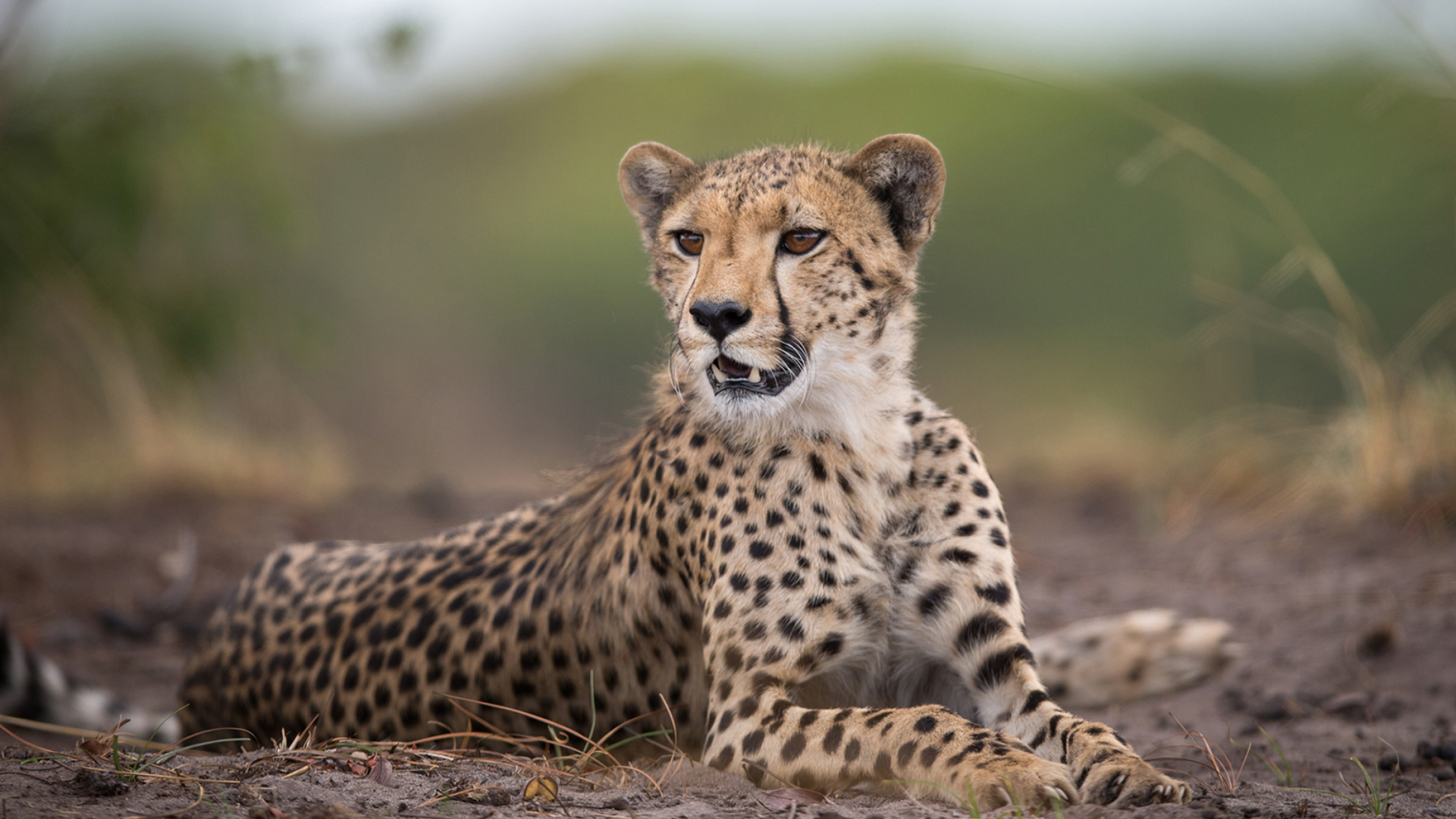 Обои Cheetahs in Kafue Zambia 1920x1080