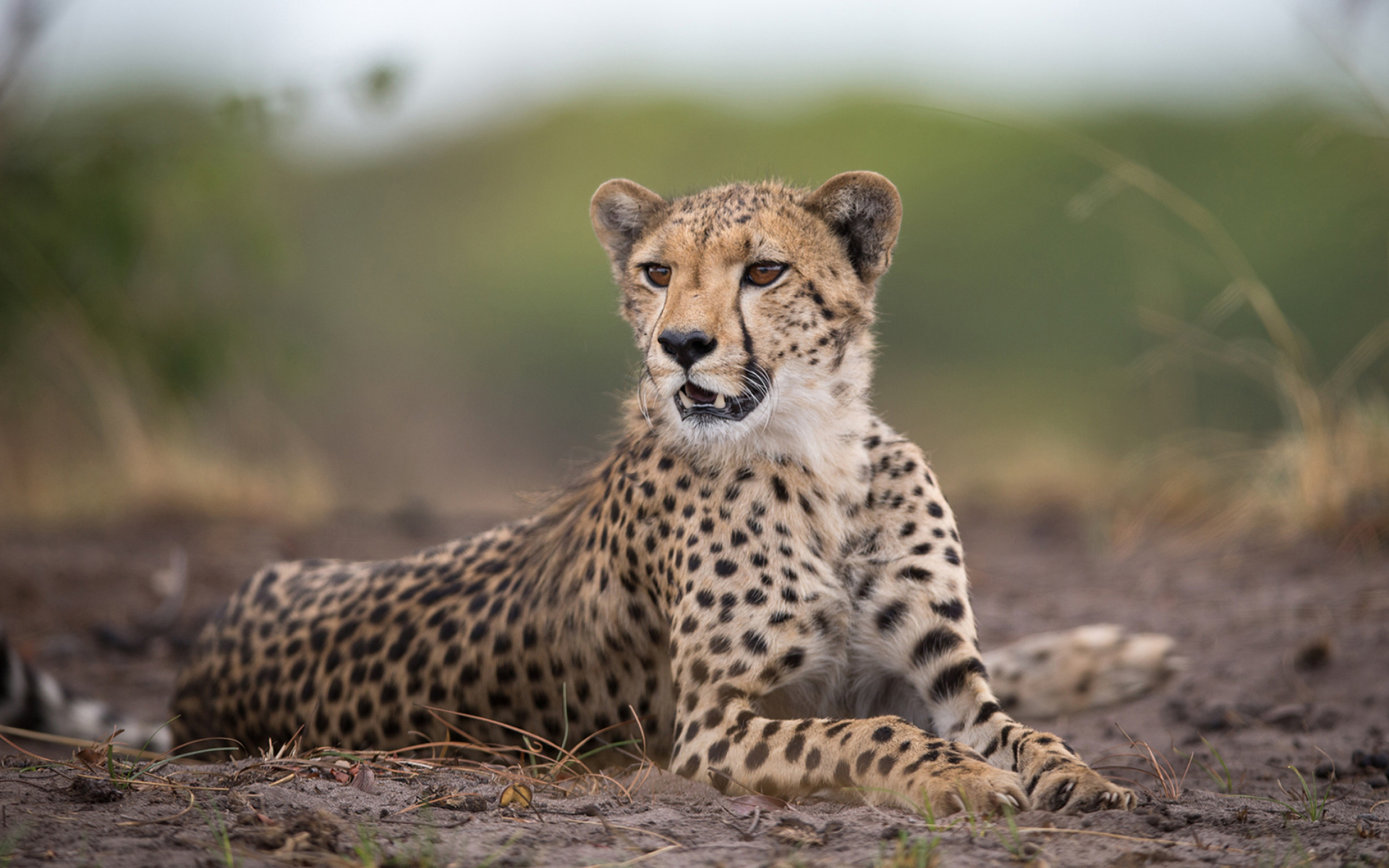 Обои Cheetahs in Kafue Zambia 1920x1200