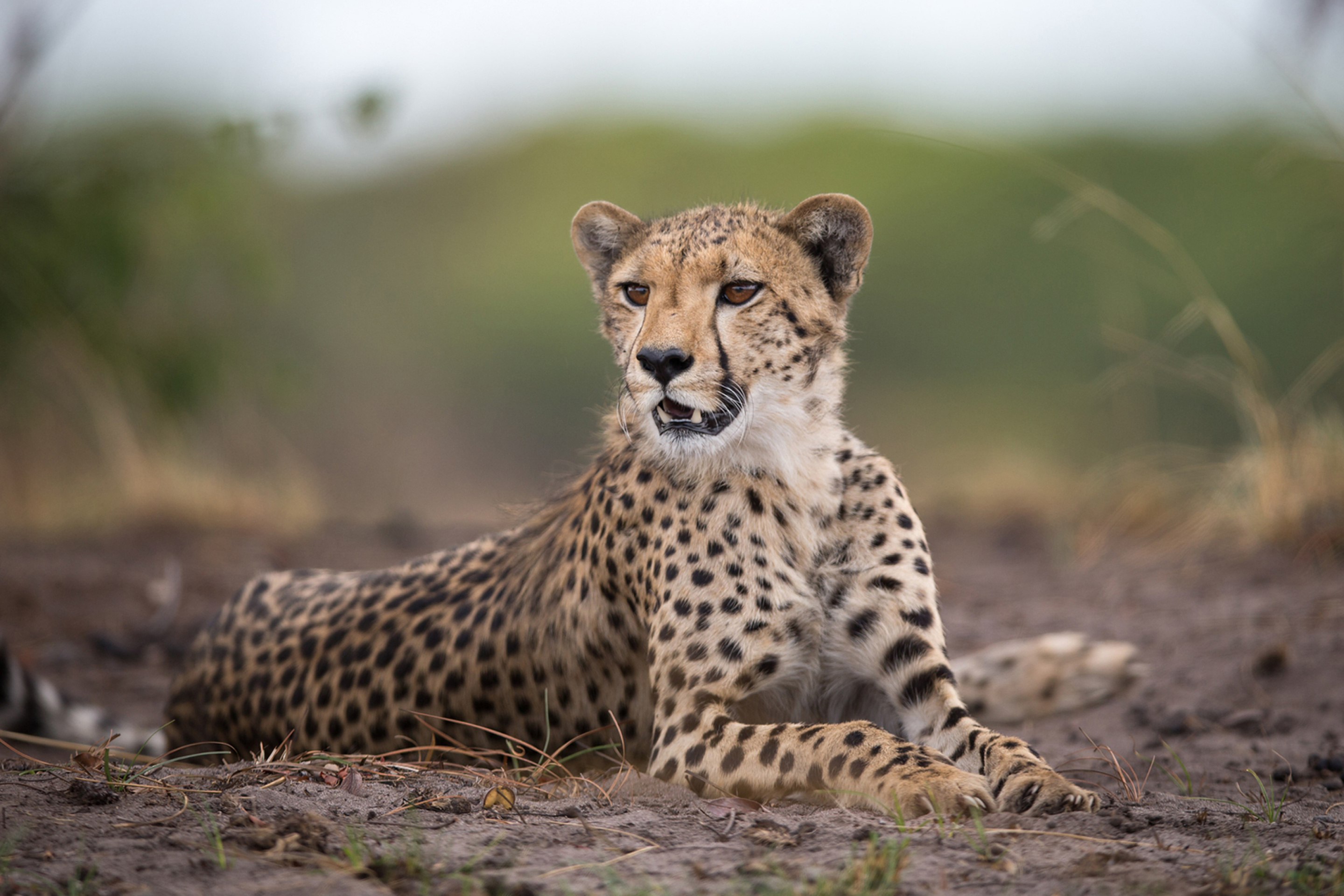Das Cheetahs in Kafue Zambia Wallpaper 2880x1920