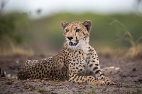 Обои Cheetahs in Kafue Zambia 480x320