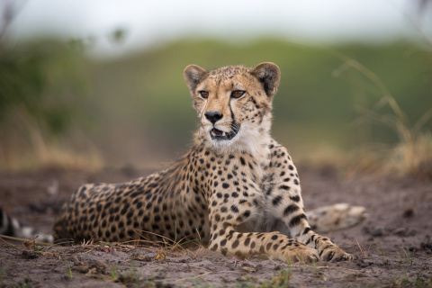 Cheetahs in Kafue Zambia wallpaper 480x320