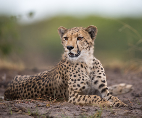 Screenshot №1 pro téma Cheetahs in Kafue Zambia 480x400