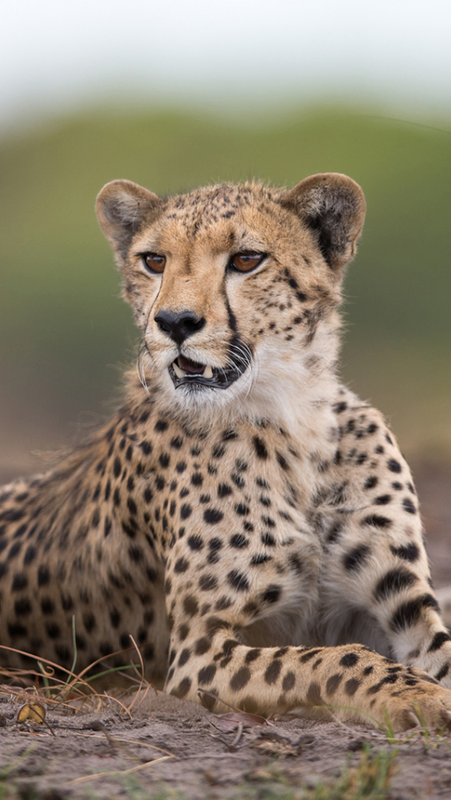 Обои Cheetahs in Kafue Zambia 640x1136