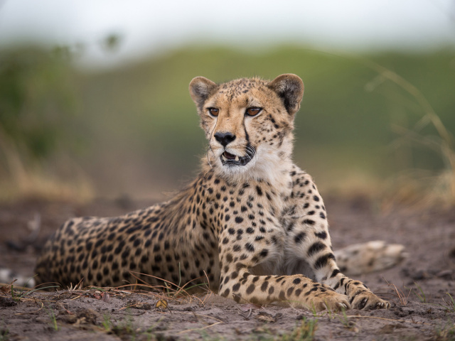 Обои Cheetahs in Kafue Zambia 640x480