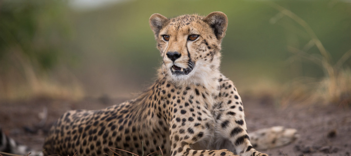 Cheetahs in Kafue Zambia wallpaper 720x320