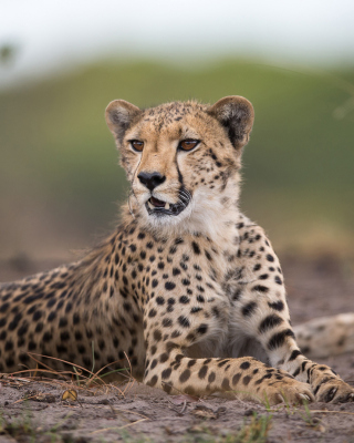 Cheetahs in Kafue Zambia - Fondos de pantalla gratis para Nokia C1-01