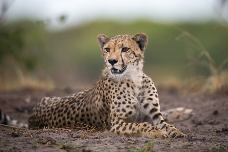 Das Cheetahs in Kafue Zambia Wallpaper