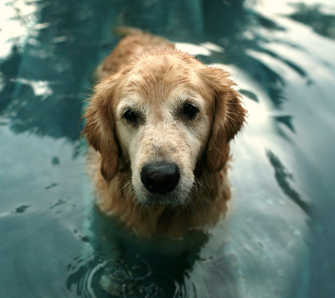 Screenshot №1 pro téma Wet Golden Retriever 1080x960