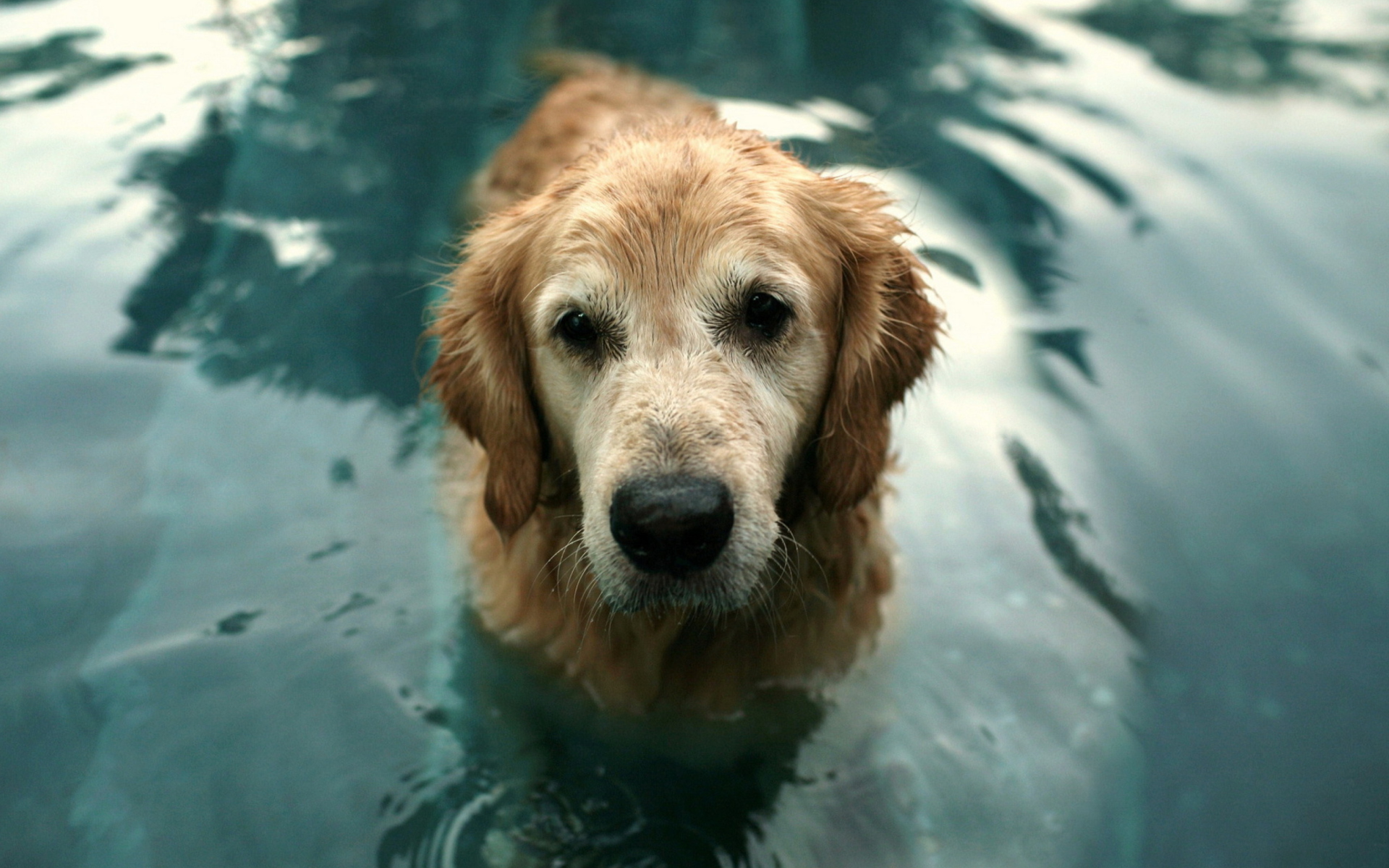 Fondo de pantalla Wet Golden Retriever 1920x1200