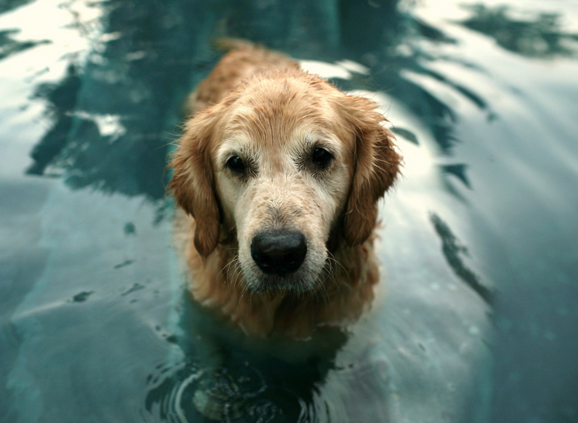 Fondo de pantalla Wet Golden Retriever 1920x1408