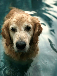 Screenshot №1 pro téma Wet Golden Retriever 240x320