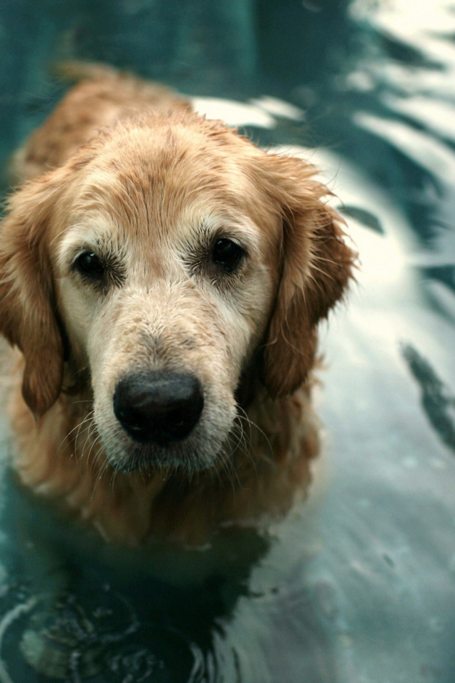 Screenshot №1 pro téma Wet Golden Retriever 640x960