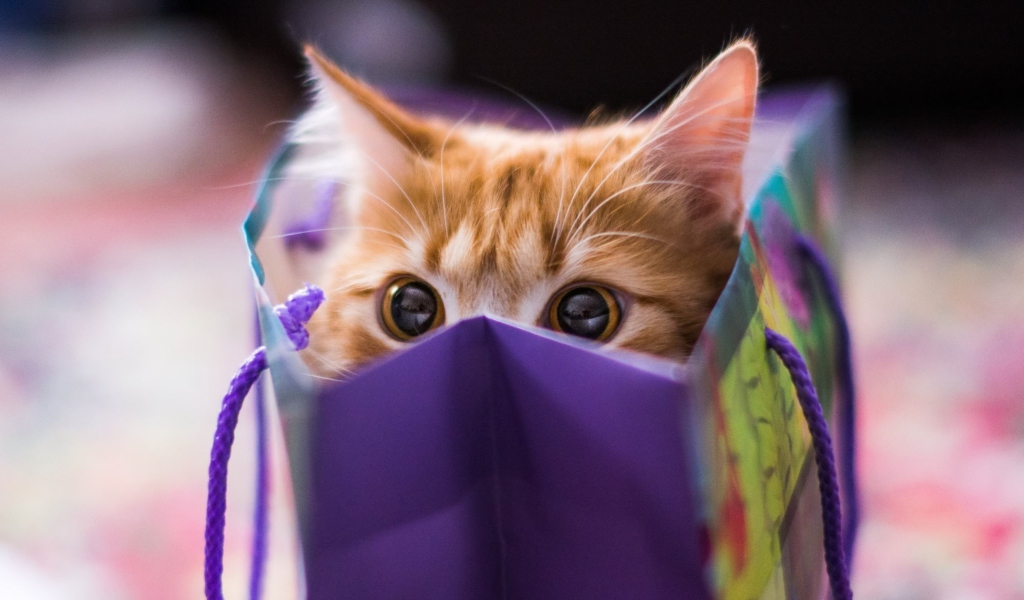 Ginger Cat Hiding In Gift Bag wallpaper 1024x600