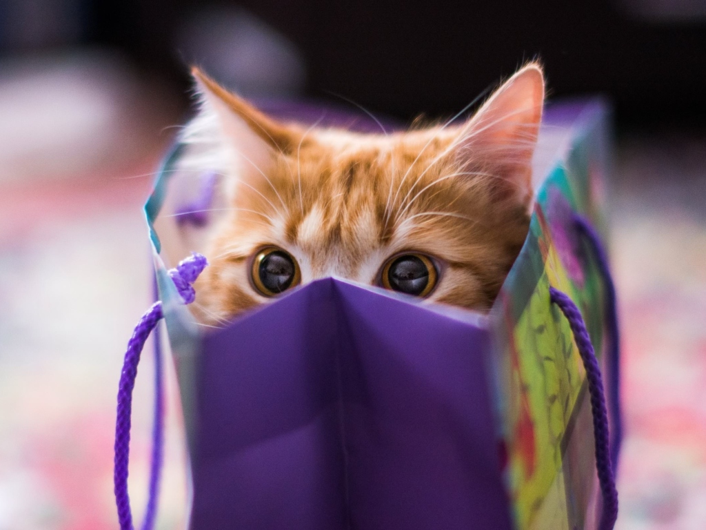 Обои Ginger Cat Hiding In Gift Bag 1024x768