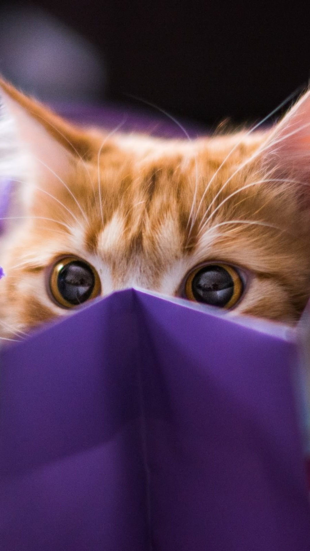 Обои Ginger Cat Hiding In Gift Bag 1080x1920