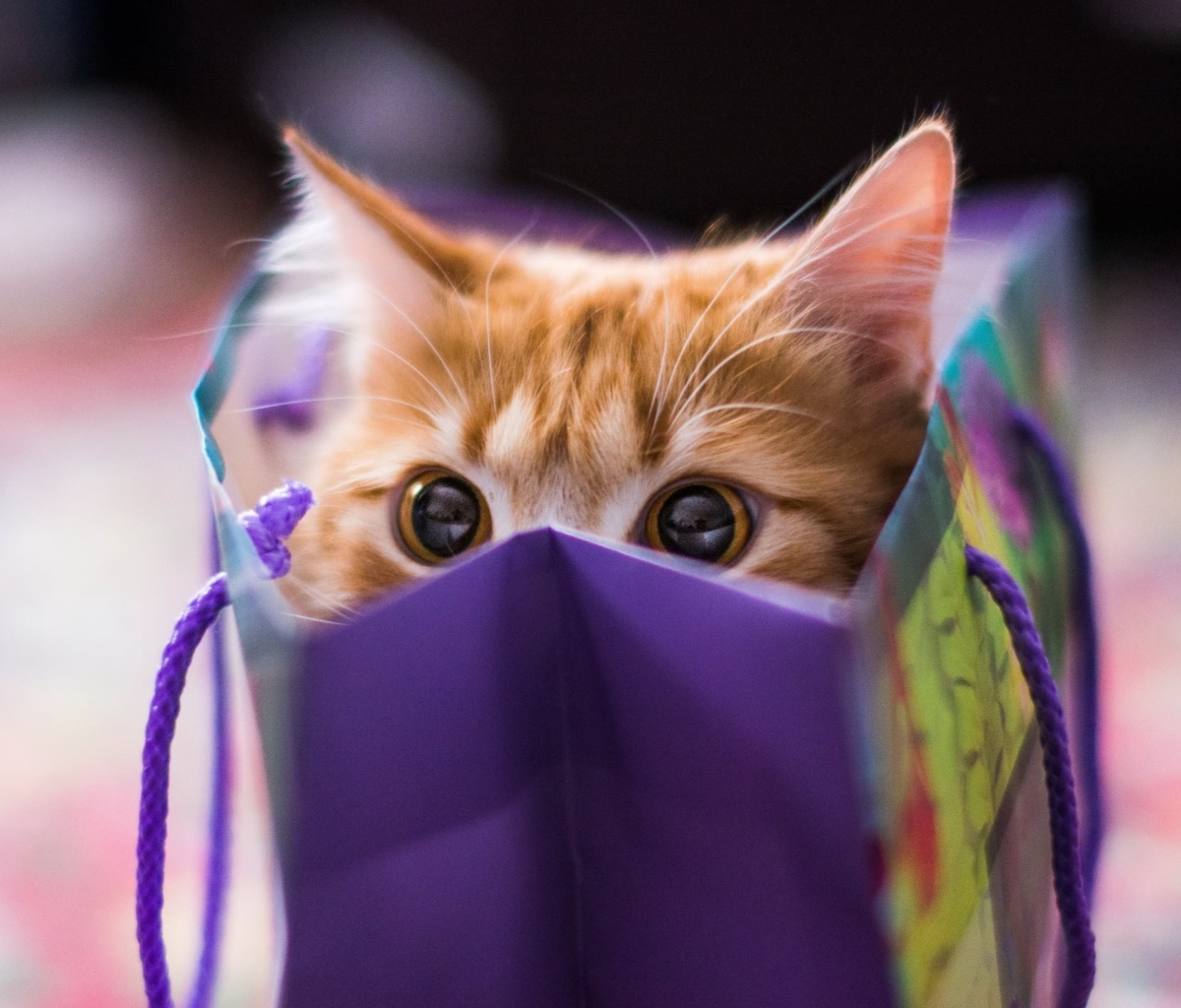 Fondo de pantalla Ginger Cat Hiding In Gift Bag 1200x1024