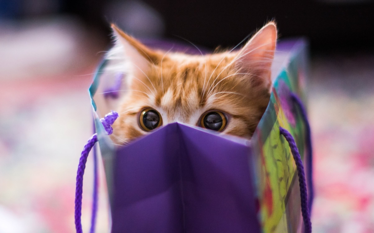 Обои Ginger Cat Hiding In Gift Bag 1280x800