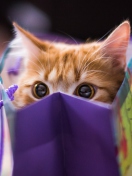 Screenshot №1 pro téma Ginger Cat Hiding In Gift Bag 132x176
