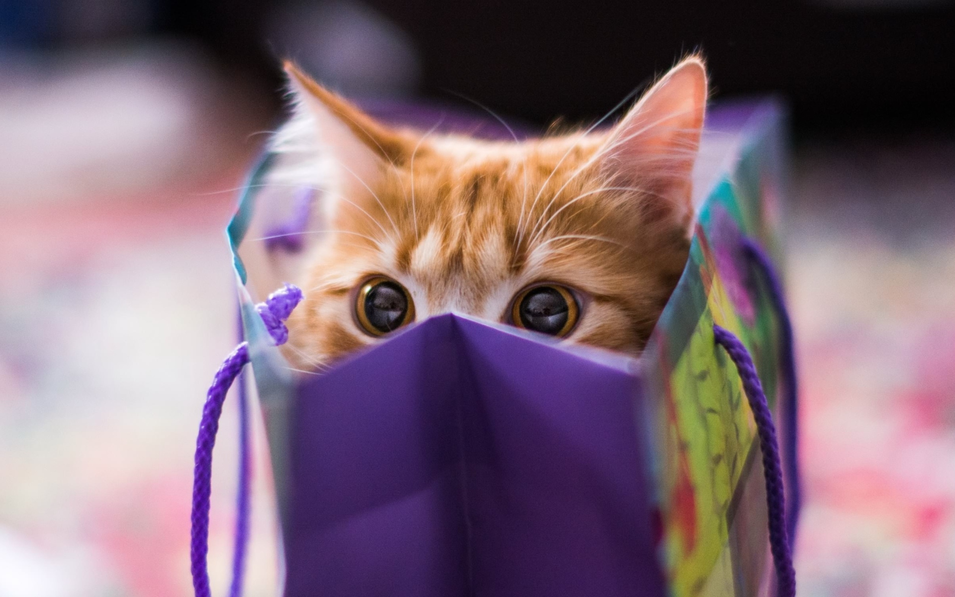 Screenshot №1 pro téma Ginger Cat Hiding In Gift Bag 1920x1200