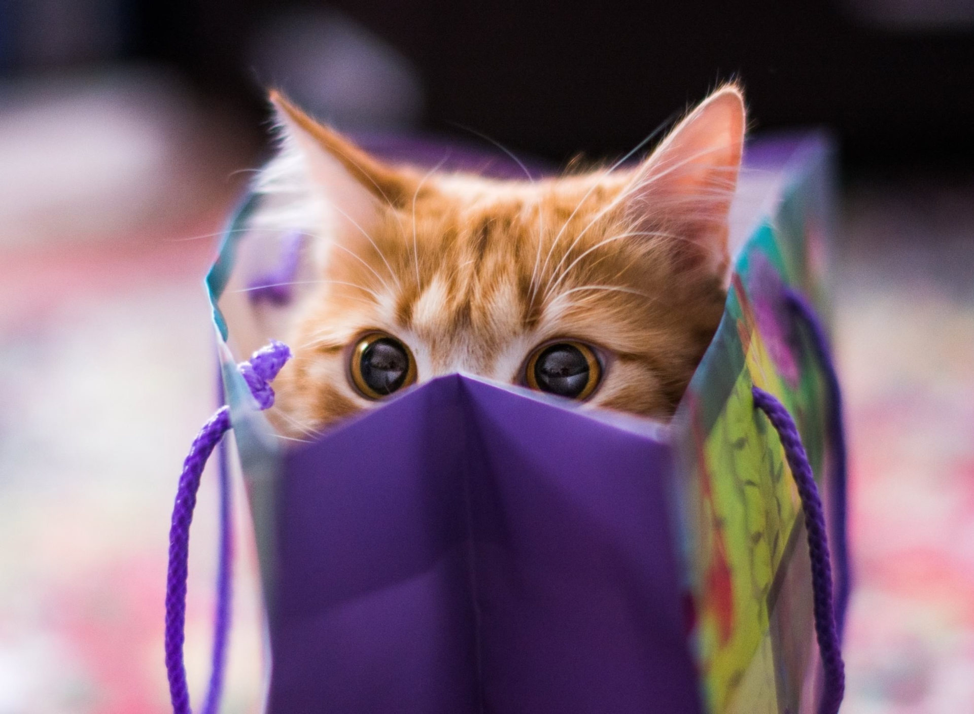 Обои Ginger Cat Hiding In Gift Bag 1920x1408
