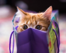 Обои Ginger Cat Hiding In Gift Bag 220x176