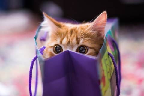 Обои Ginger Cat Hiding In Gift Bag 480x320