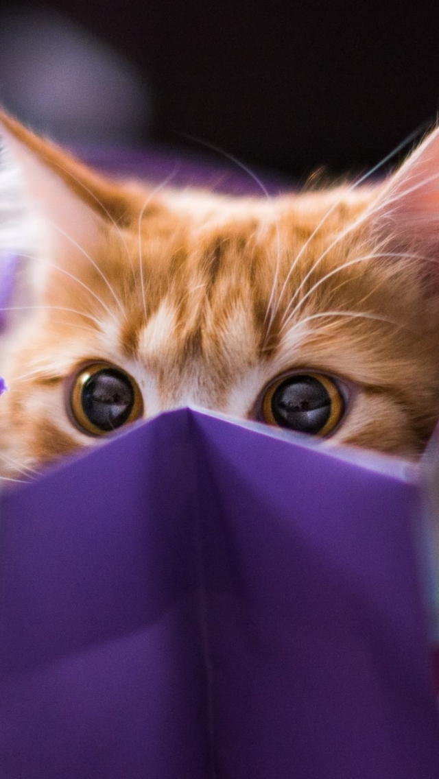 Screenshot №1 pro téma Ginger Cat Hiding In Gift Bag 640x1136