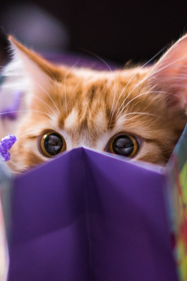 Обои Ginger Cat Hiding In Gift Bag 640x960