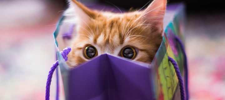Screenshot №1 pro téma Ginger Cat Hiding In Gift Bag 720x320