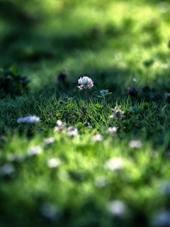 Summer Meadow screenshot #1 240x320