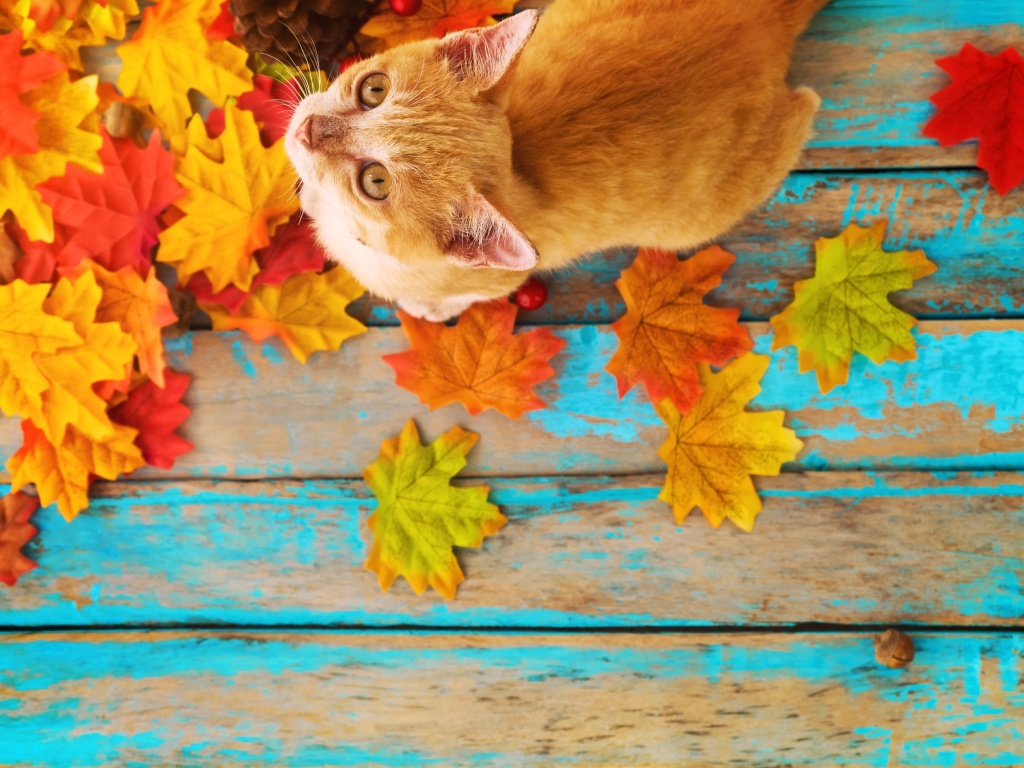Autumn Cat wallpaper 1024x768