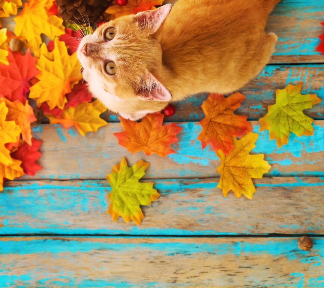 Das Autumn Cat Wallpaper 1080x960