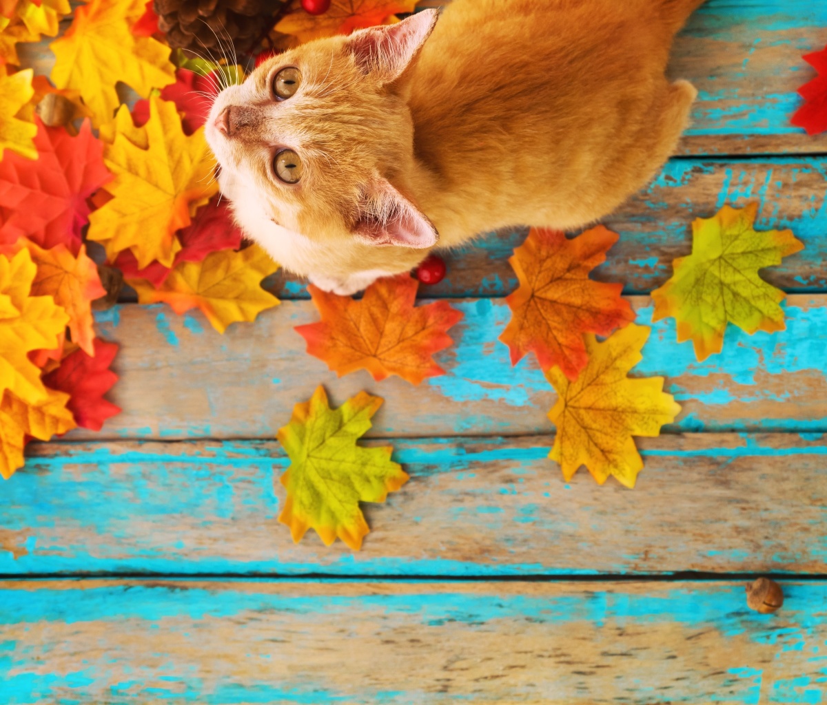 Autumn Cat wallpaper 1200x1024