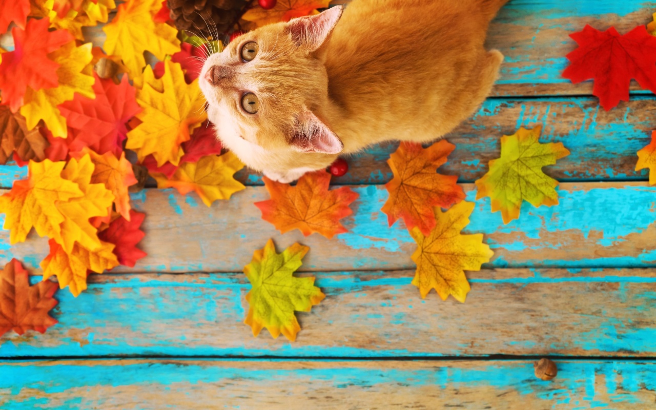 Das Autumn Cat Wallpaper 1280x800