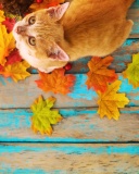 Fondo de pantalla Autumn Cat 128x160