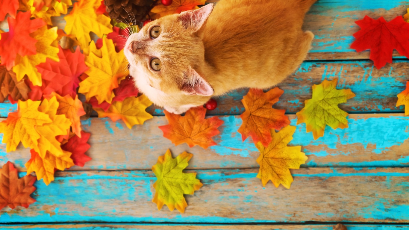 Fondo de pantalla Autumn Cat 1366x768