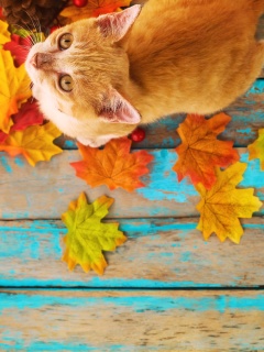 Das Autumn Cat Wallpaper 240x320