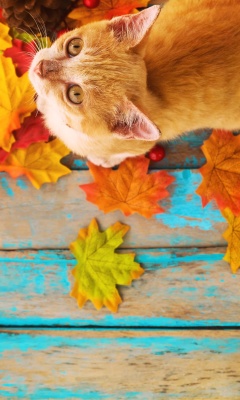 Das Autumn Cat Wallpaper 240x400