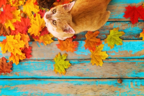 Обои Autumn Cat 480x320