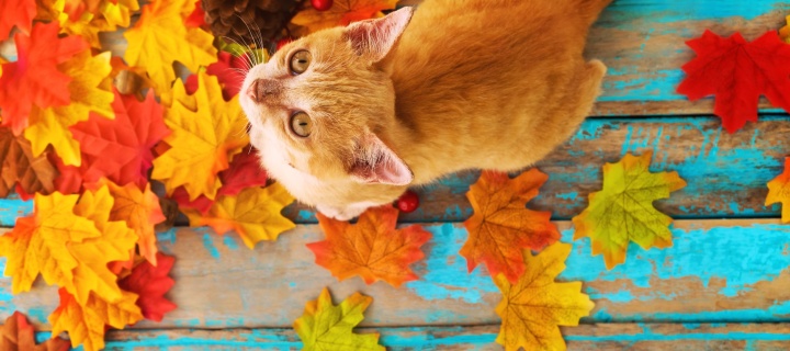 Обои Autumn Cat 720x320