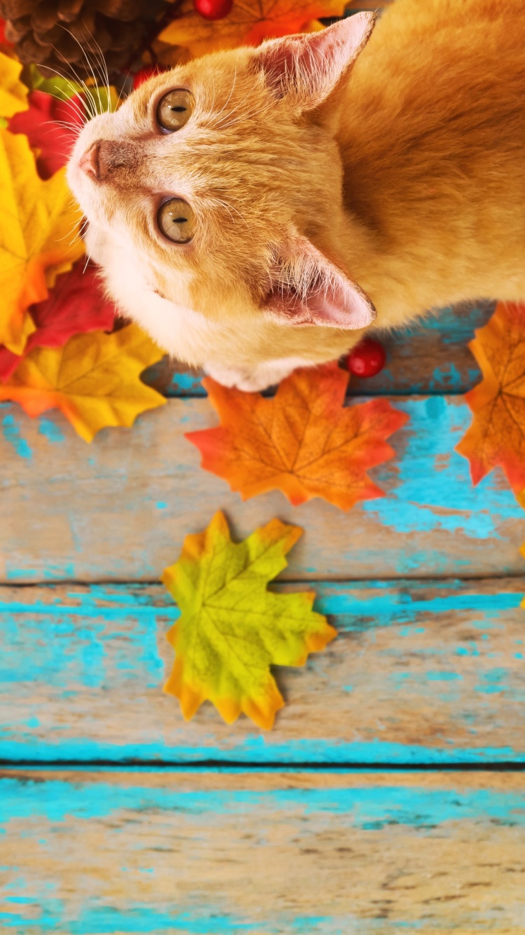 Das Autumn Cat Wallpaper 750x1334