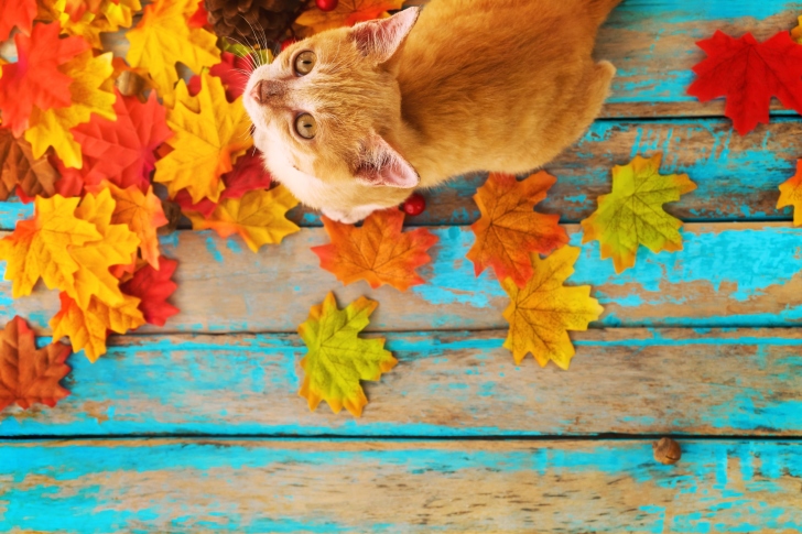 Обои Autumn Cat