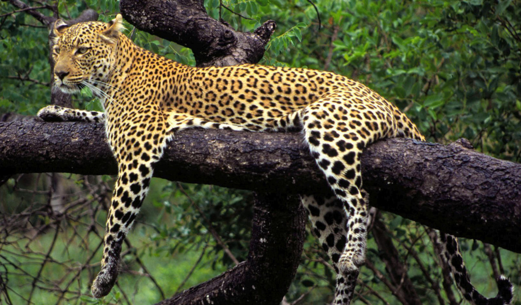 Fondo de pantalla African Leopard 1024x600