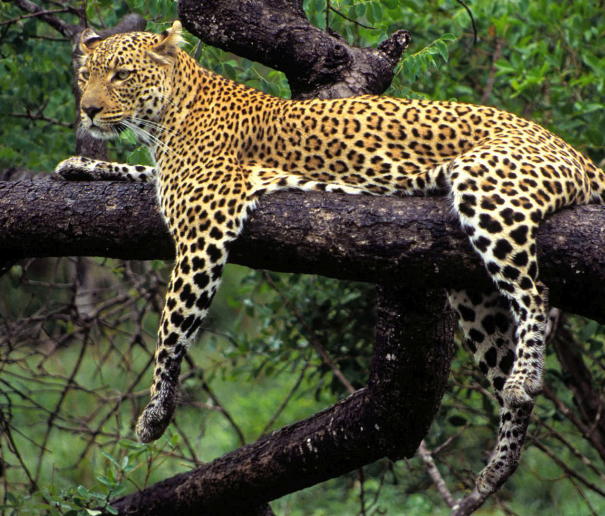 Screenshot №1 pro téma African Leopard 1200x1024