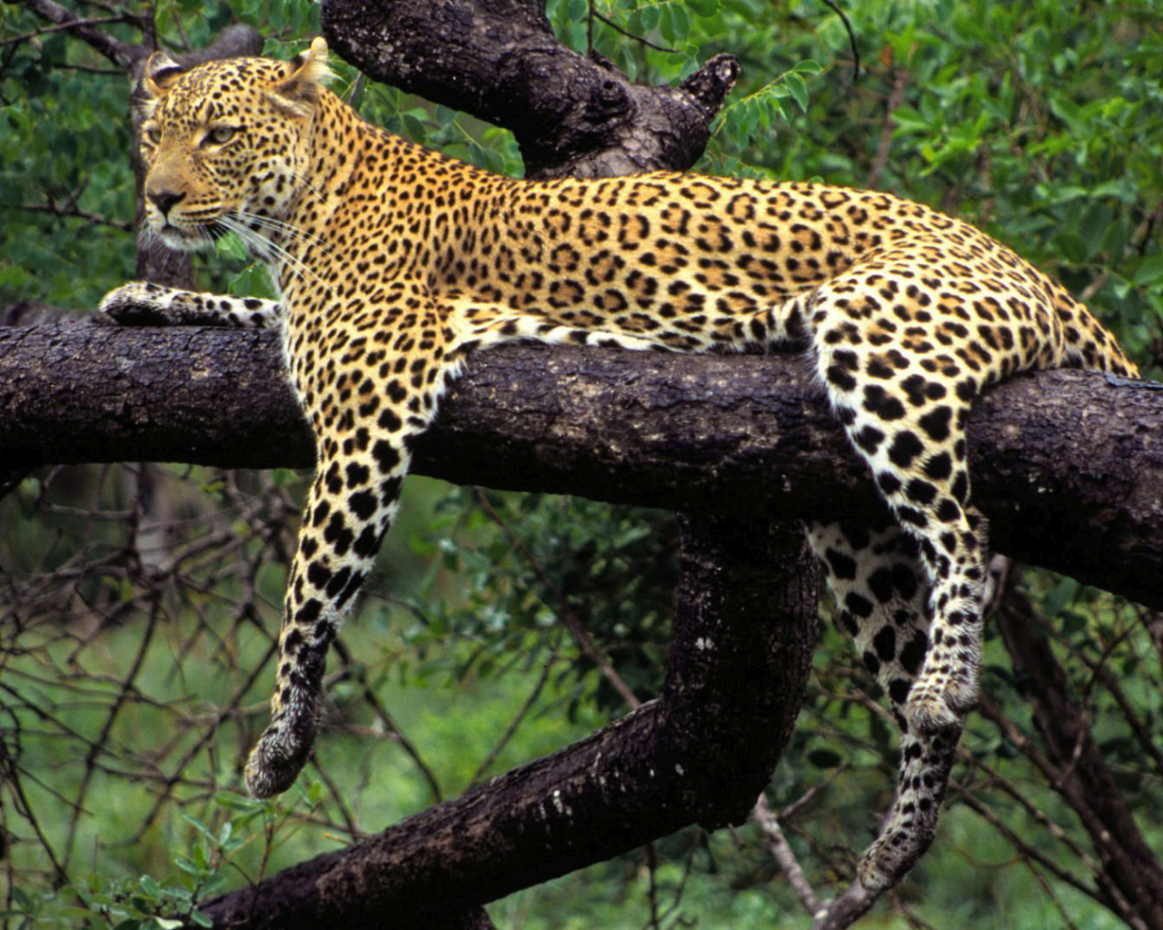 Screenshot №1 pro téma African Leopard 1280x1024