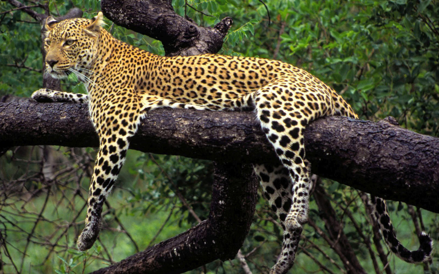 Screenshot №1 pro téma African Leopard 1440x900